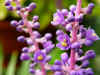 070907b.jpg (73627 �o�C�g)